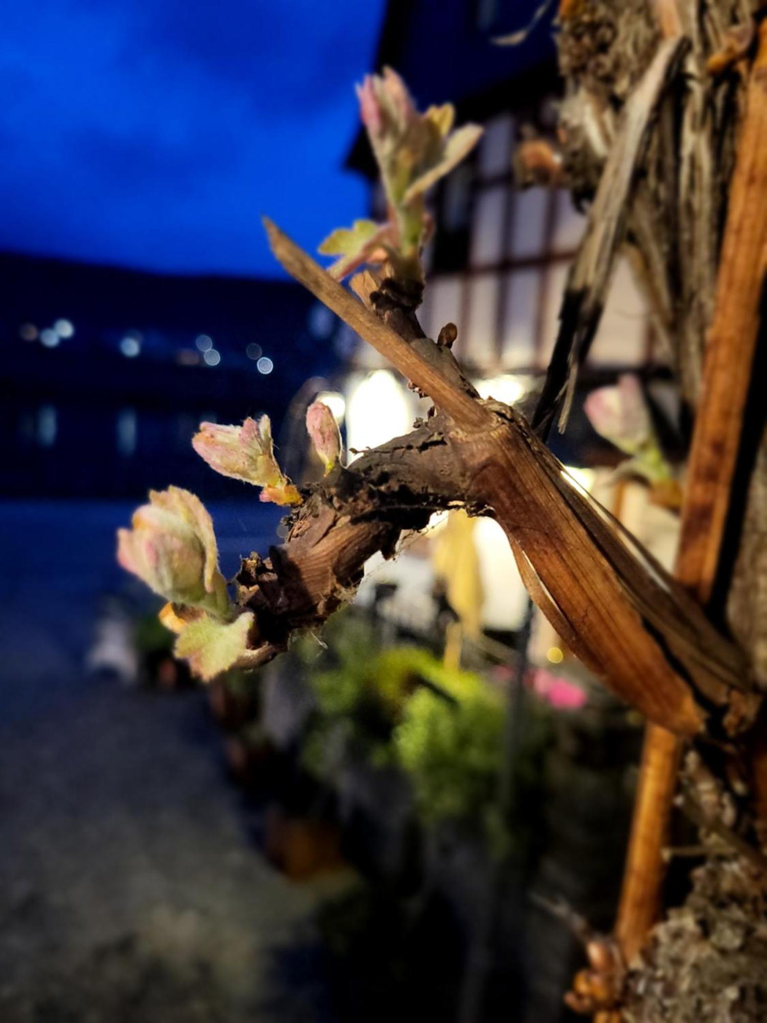 Hotel Restaurant Alte Stadtmauer Beilstein  Zewnętrze zdjęcie